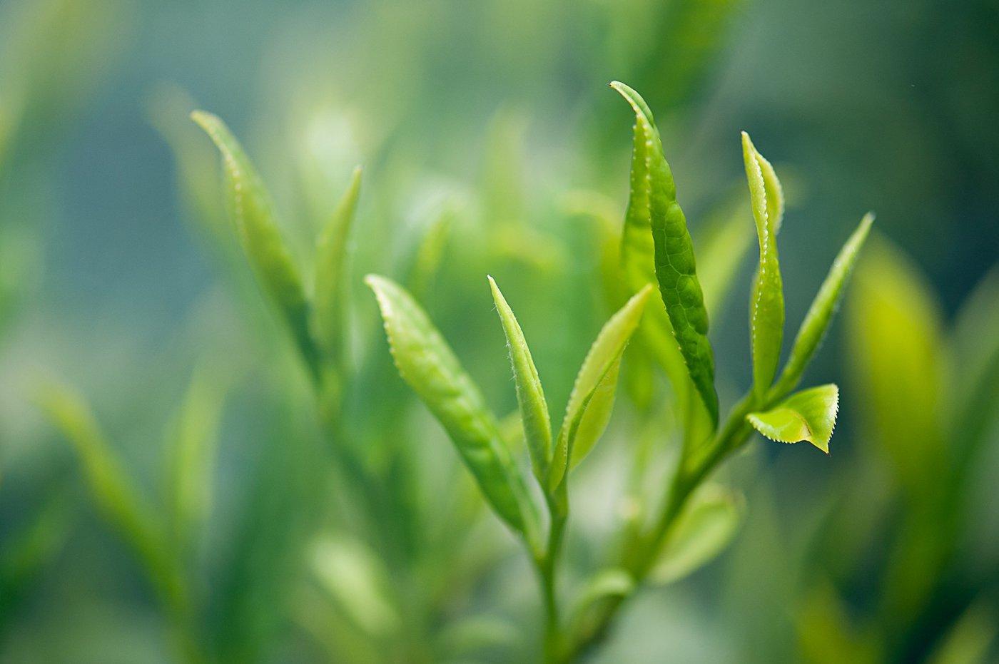 3 ways how to test nutaral indian tea