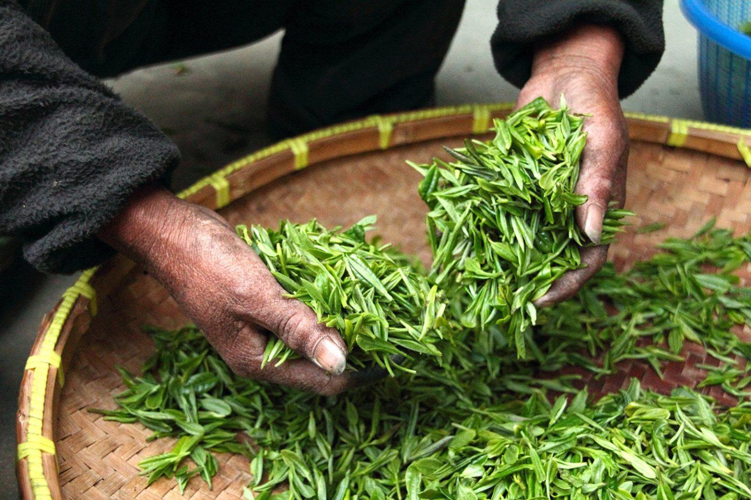 Green tea: Health benefits, side effects, and research