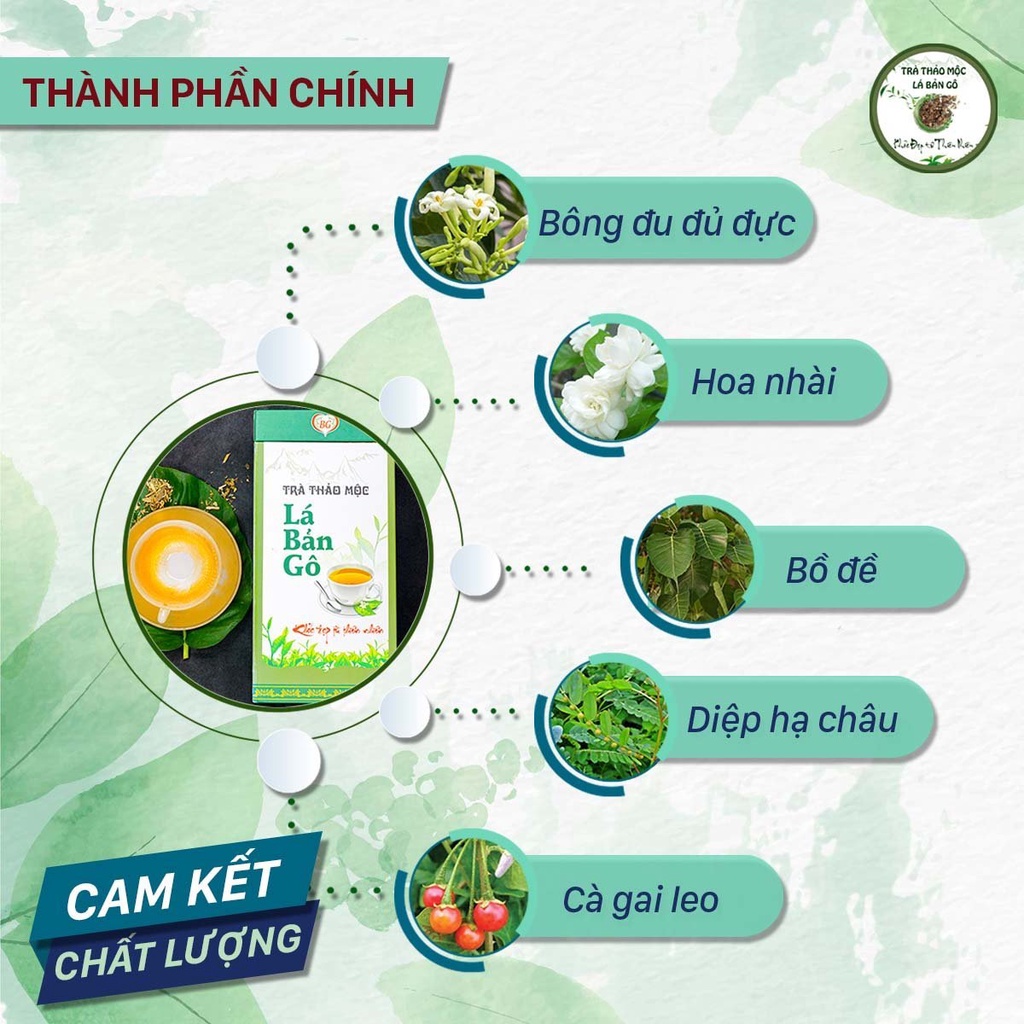 Trà thảo mộc Lá Bản Gô Trà thảo mộc Lá Bản Gô