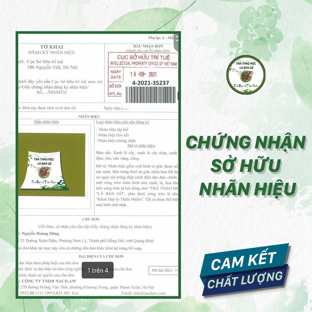 Trà thảo mộc Lá Bản Gô Trà thảo mộc Lá Bản Gô